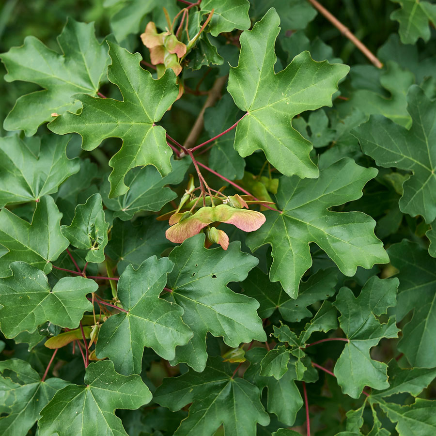 Acer-Campestre