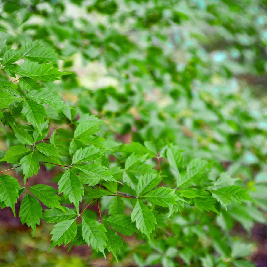 Acer-cissifolium