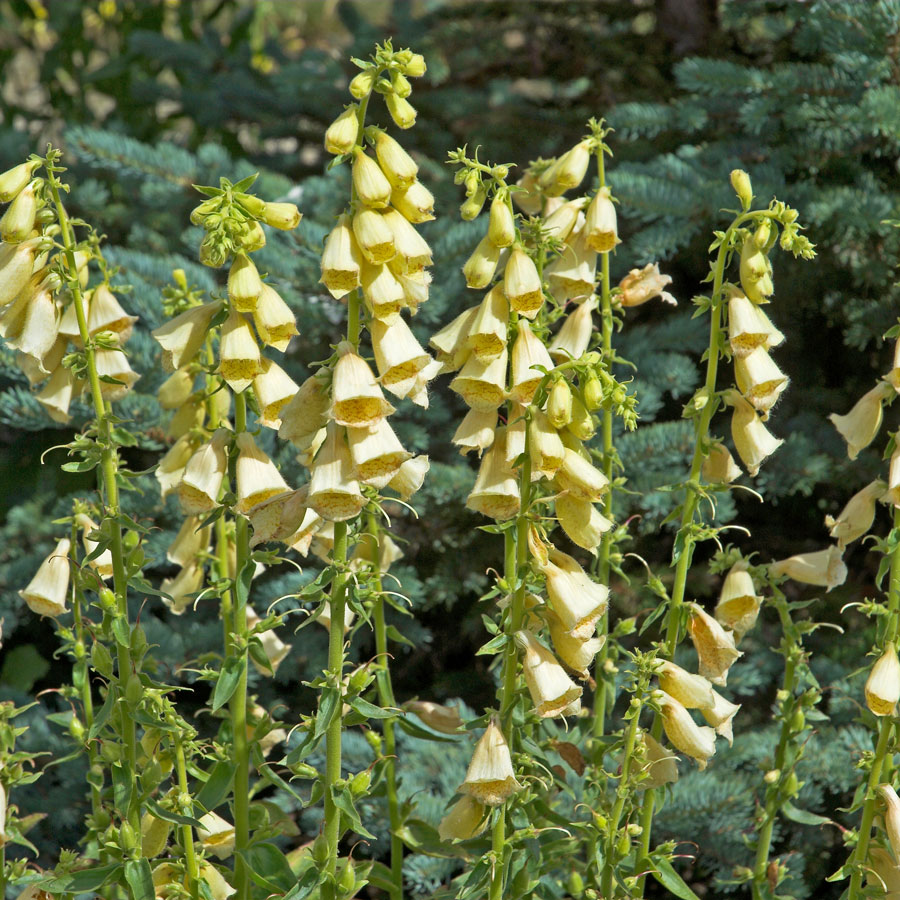 Aconitum-vulparia