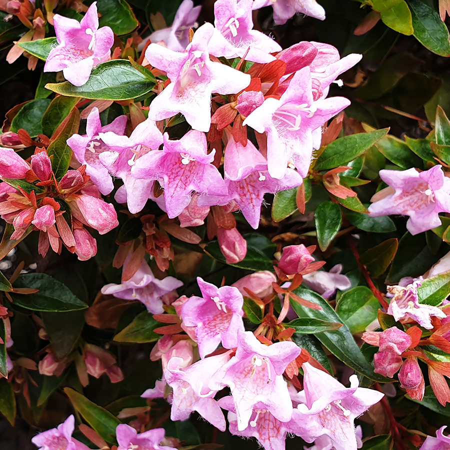 Abelia