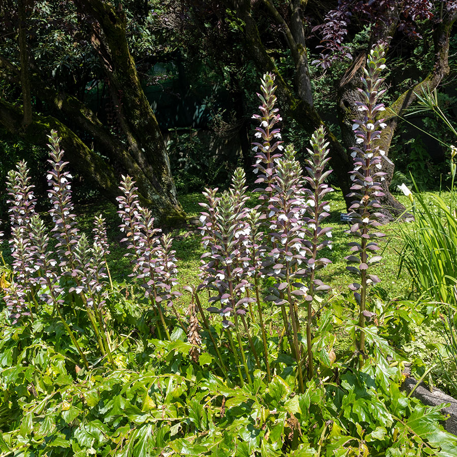 Acanthus-mollis