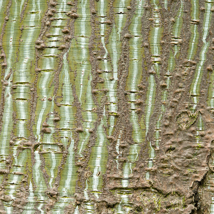 Acer-capillipes