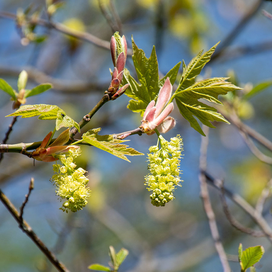 Acer-macrophyllum