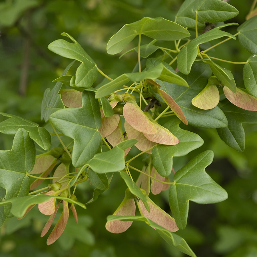 Acer monspessulanum