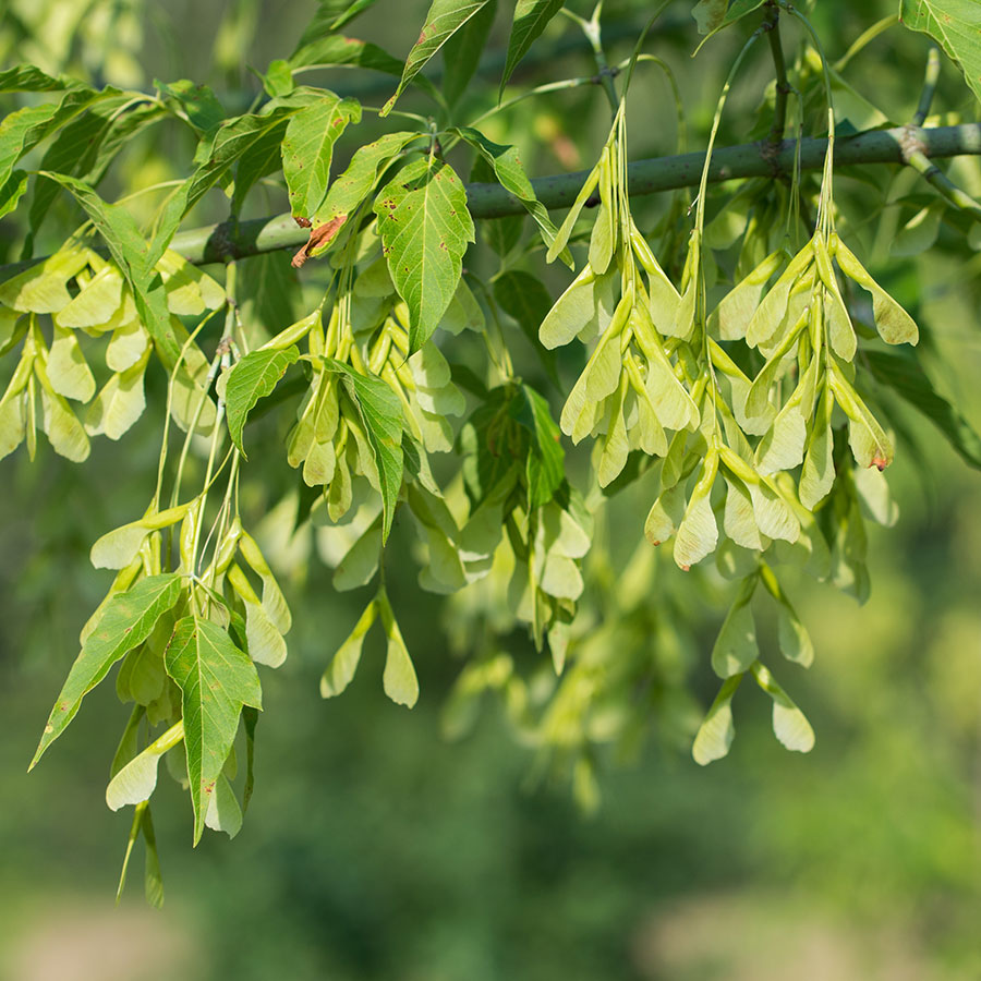 Acer Negundo