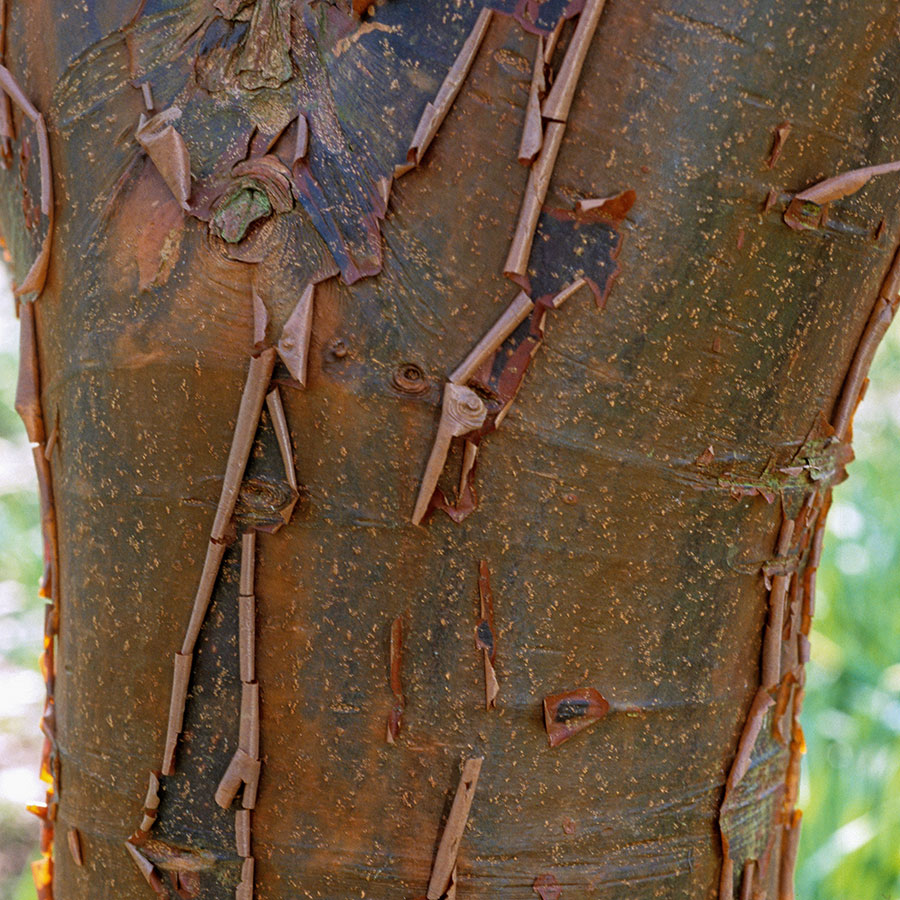 Acer Griseum